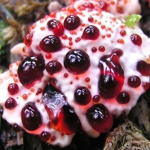 Meet your Posher, Cory